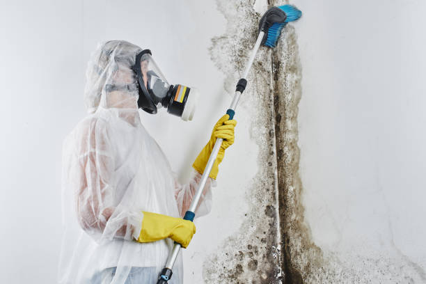 Best Insurance-Related Mold Remediation in Lake Station, IN
