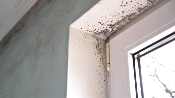 Professional Mold Remediation in Lake Station, IN