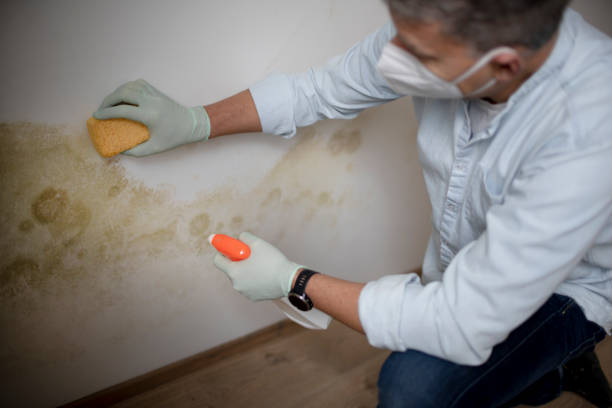 Professional Mold Remediation in Lake Station, IN