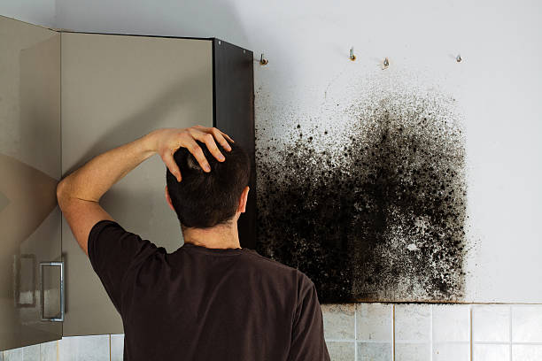 Best HVAC Mold Remediation in Lake Station, IN